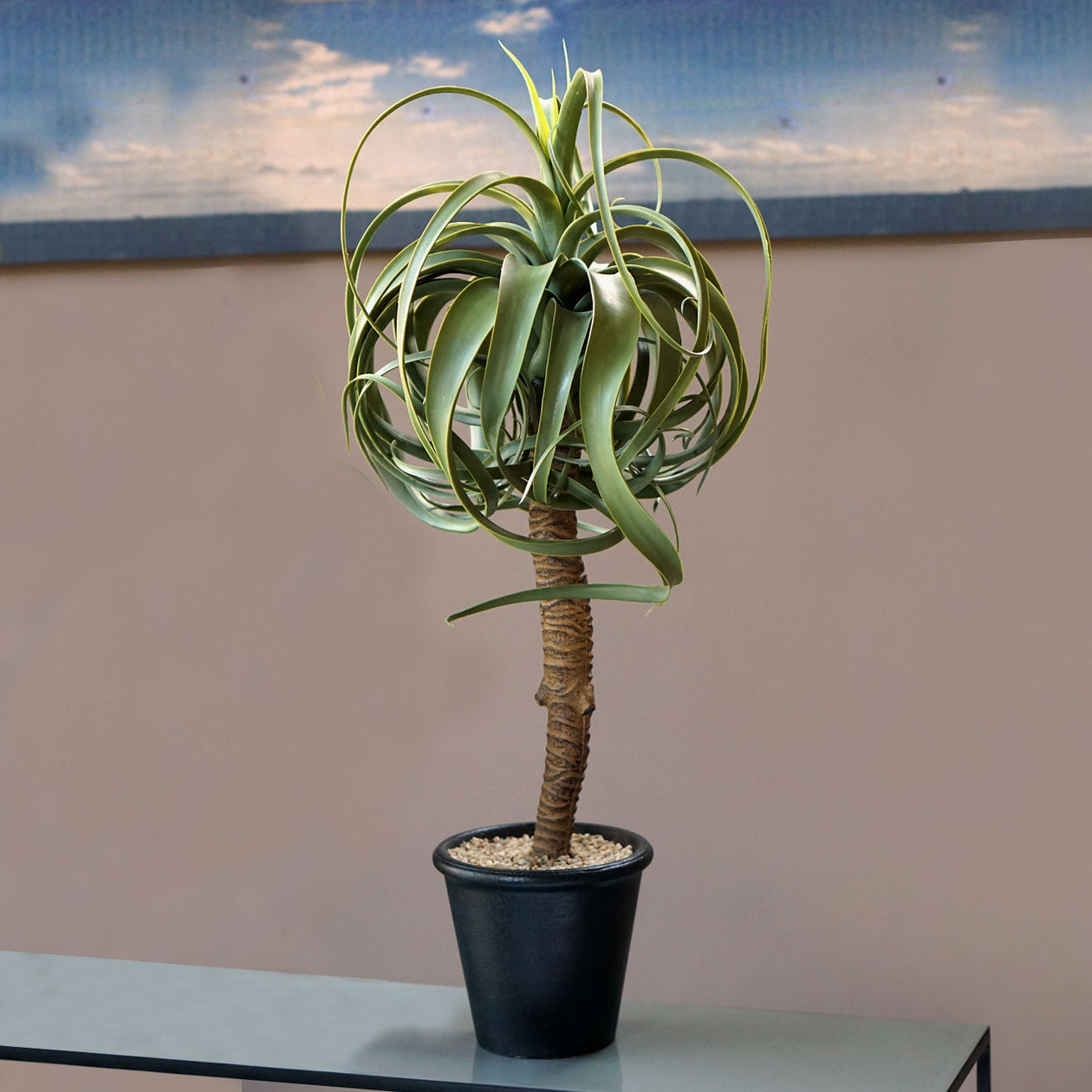 ALOE TREE 32.25"H, POTTED