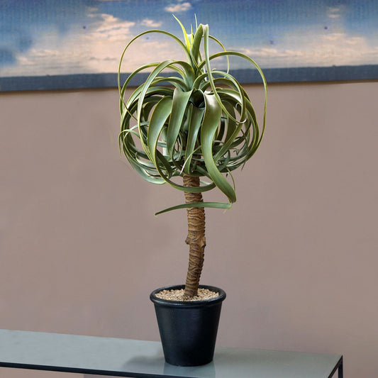 ALOE TREE 32.25"H, POTTED