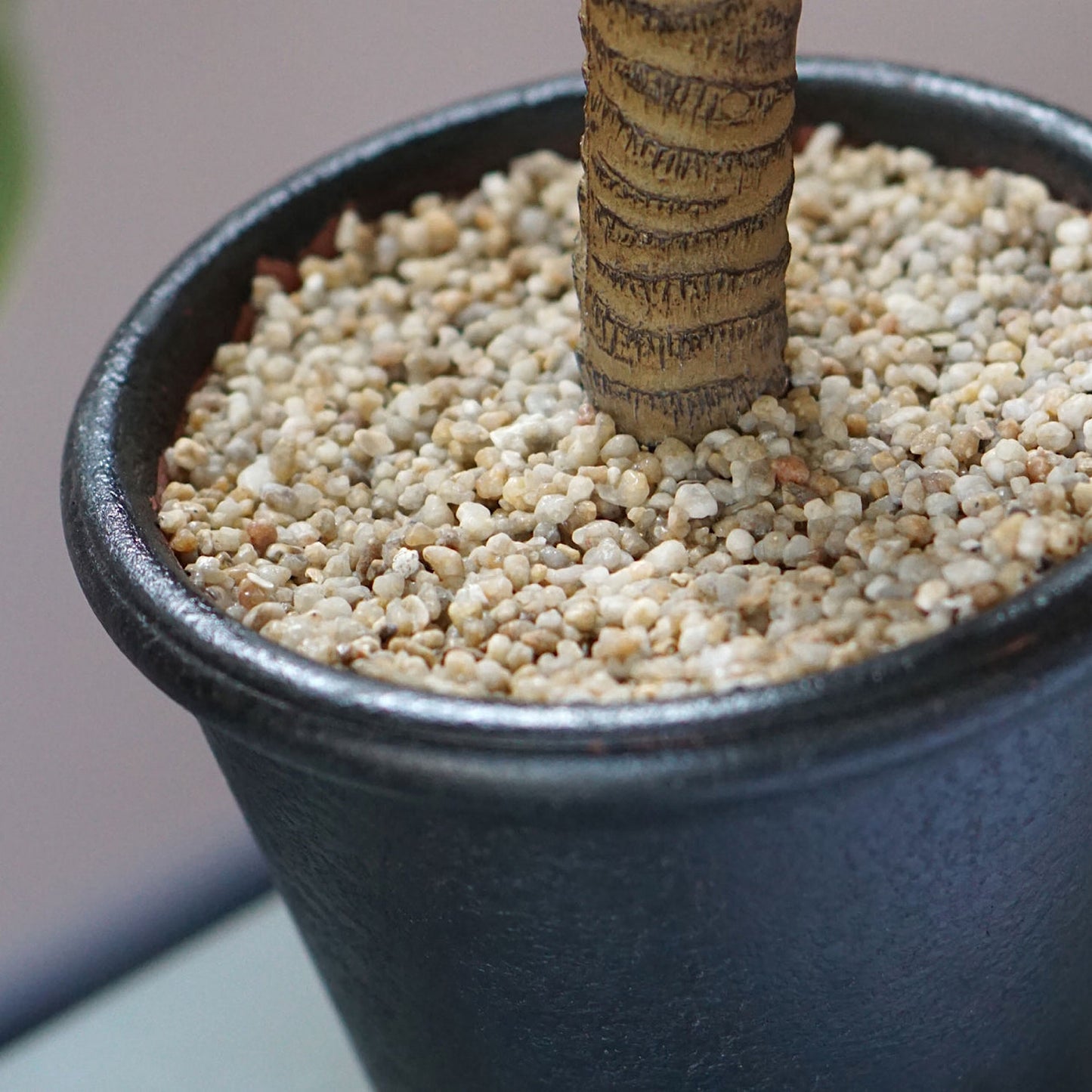 ALOE TREE 23.3"H, POTTED