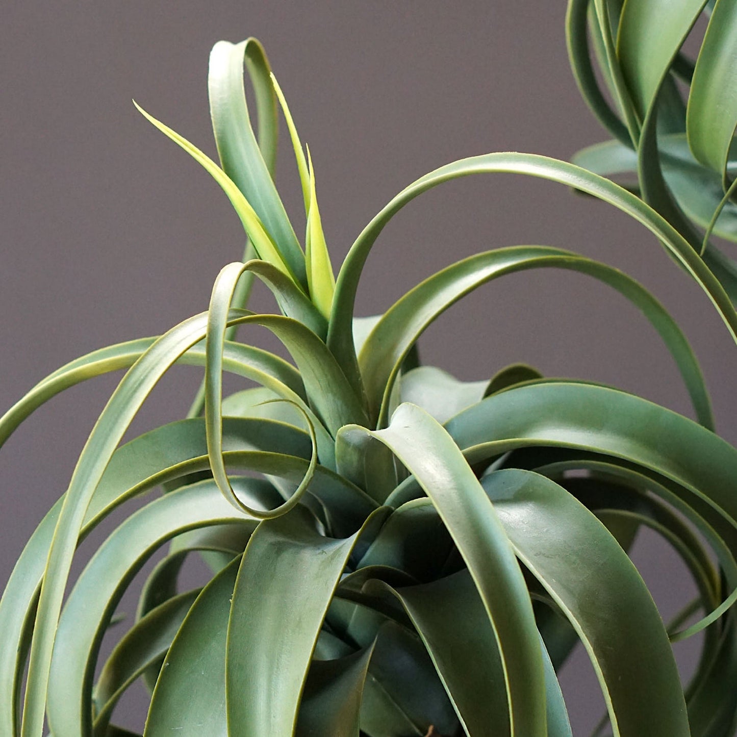 ALOE TREE 23.3"H, POTTED