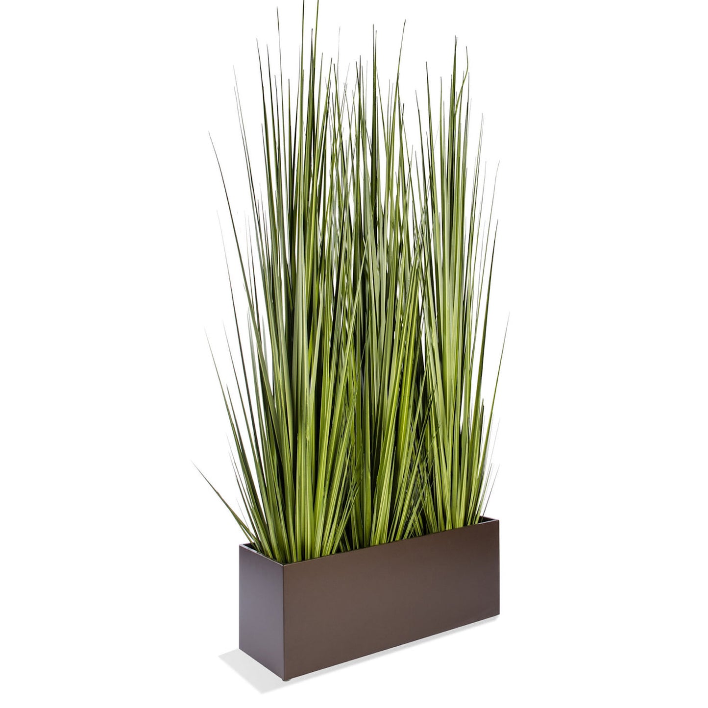 GRASS: CENTURY 60"H, POTTED