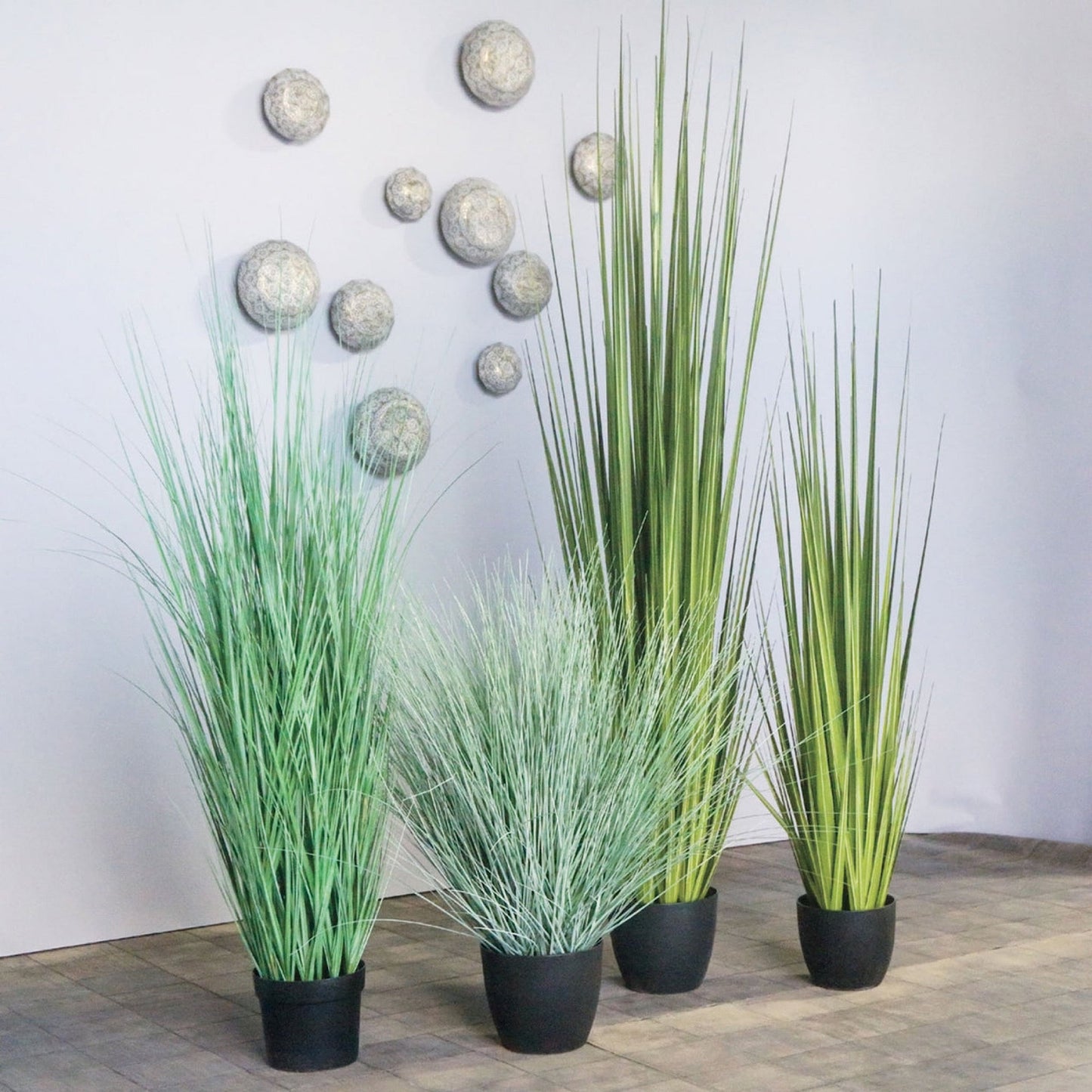 GRASS: CENTURY 86"H, POTTED