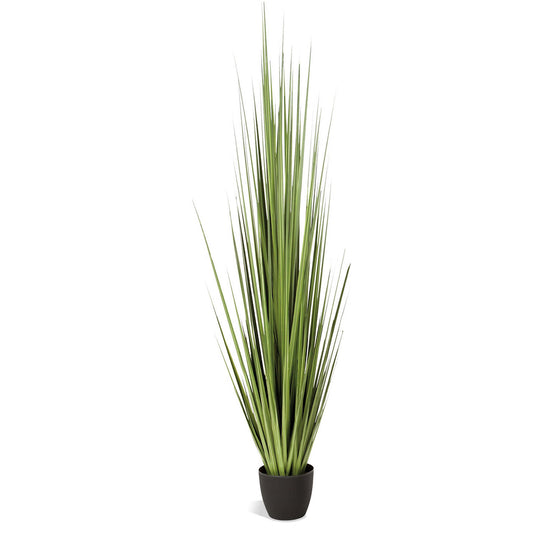 GRASS: CENTURY 86"H, POTTED