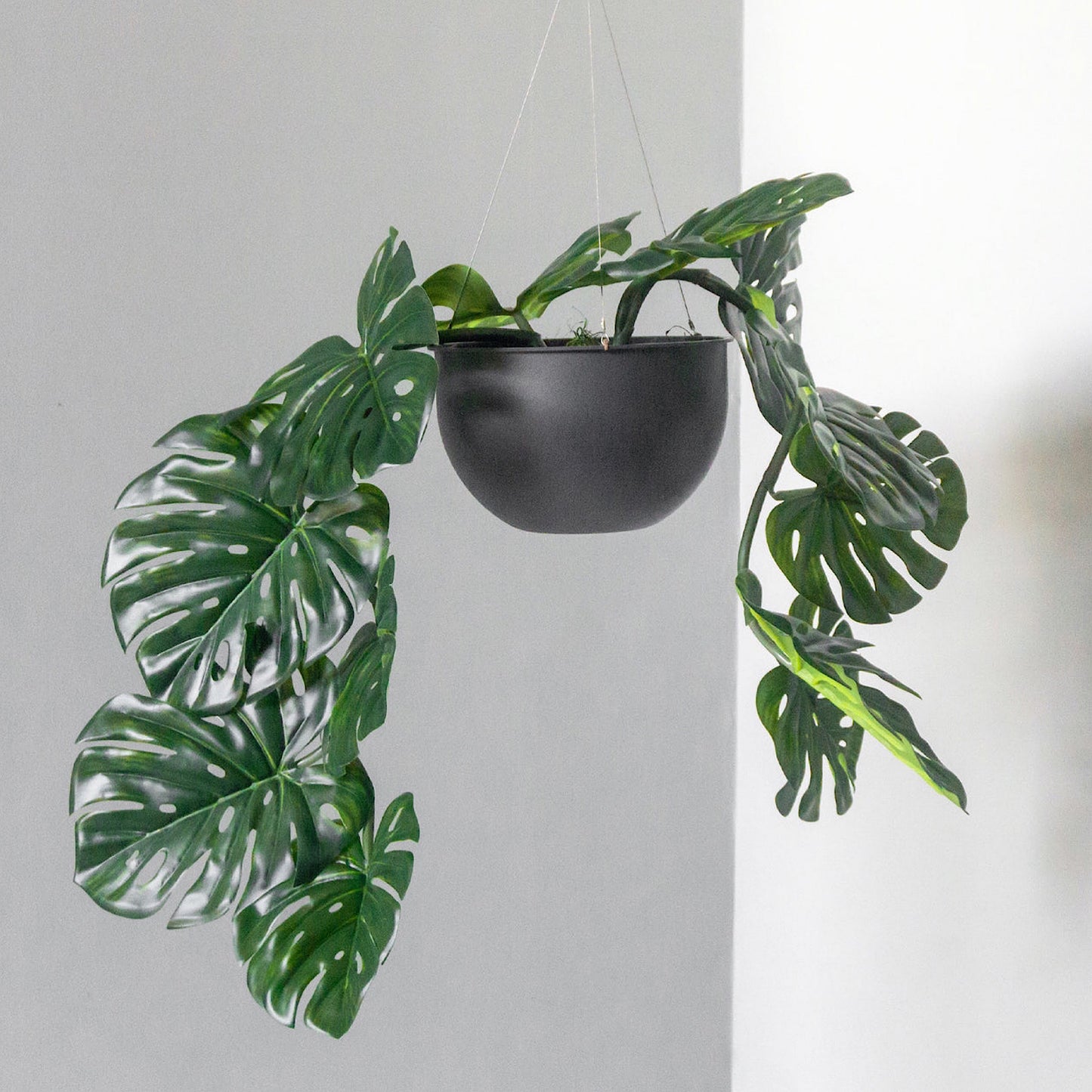MONSTERA 36.5"L VINE