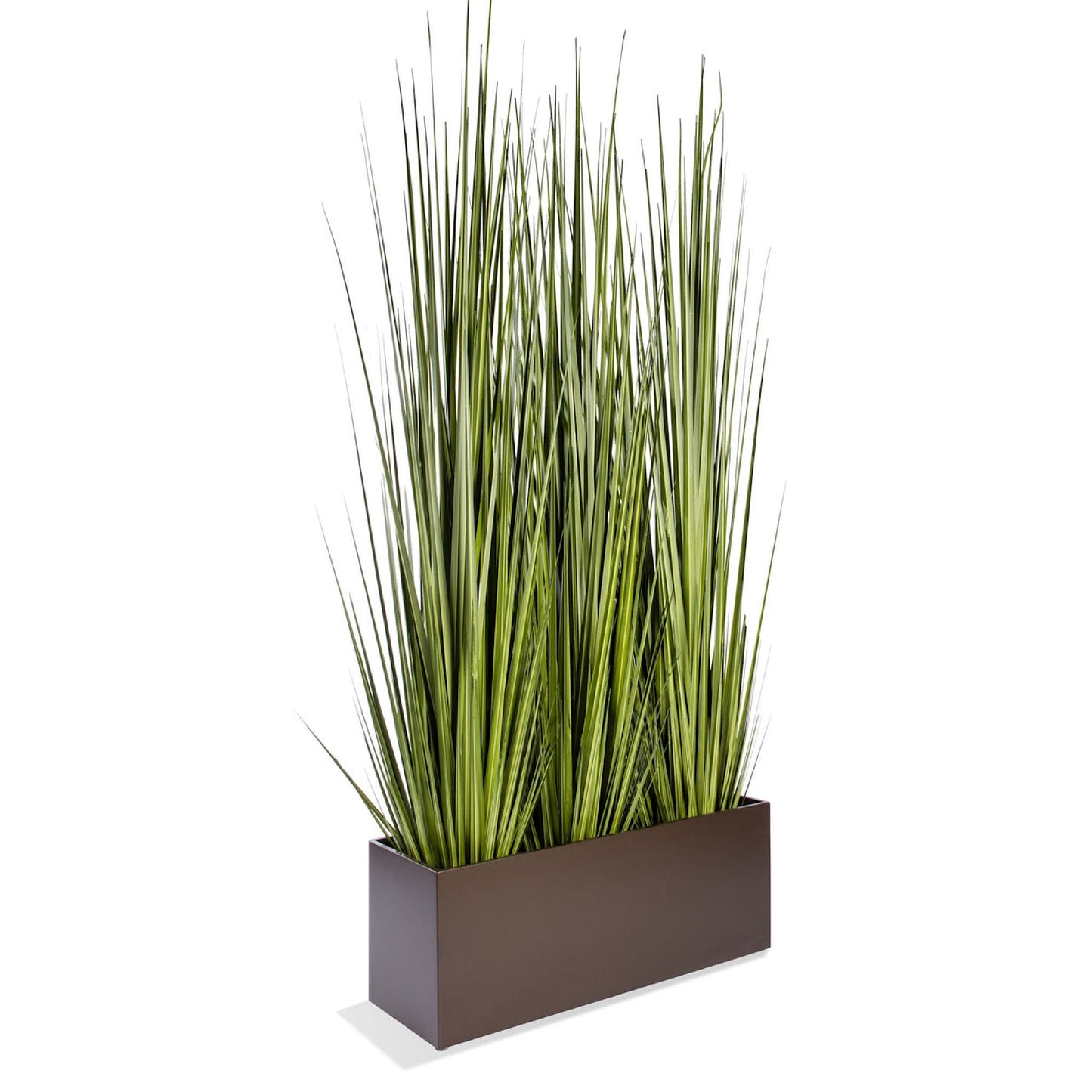 GRASS: CENTURY 86"H, POTTED