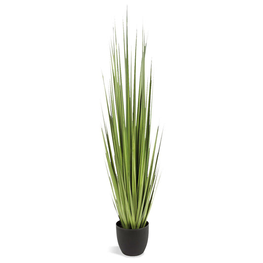 GRASS: CENTURY 60"H, POTTED