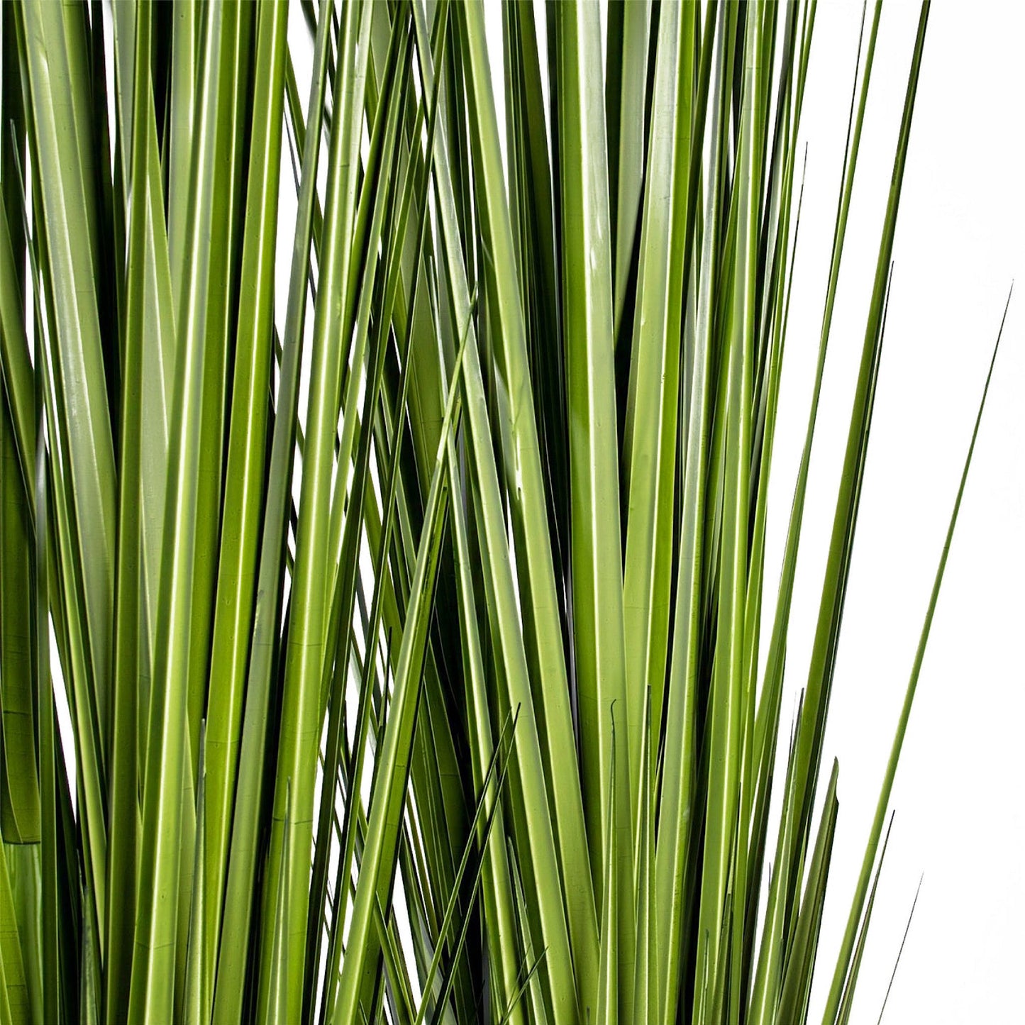 GRASS: CENTURY 86"H, POTTED